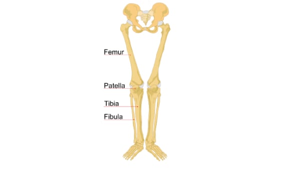 Quiz On Human Skeletal System - ProProfs Quiz